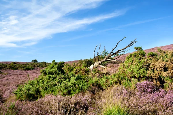 Dry tree in bush with flowering heather — Stock Photo, Image