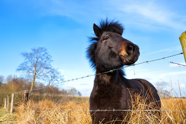 Braunes Pony auf der Weide — Stockfoto