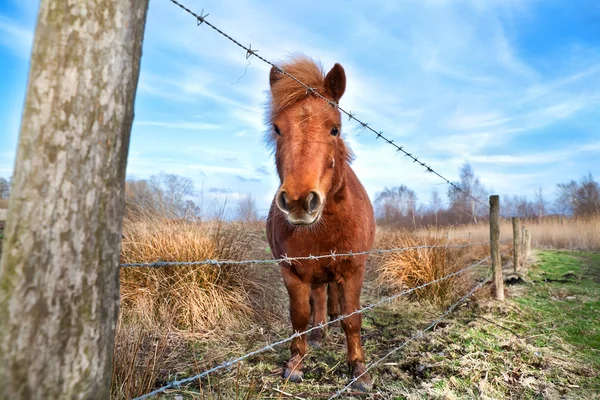 Söt ponny utomhus på stängda betesmark — Stockfoto