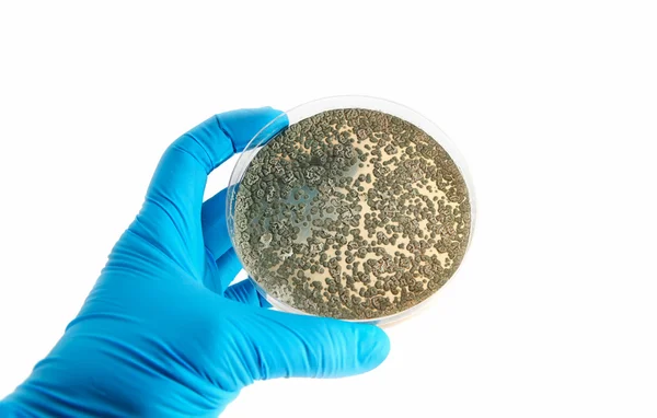 Płytki agarowej z grzybów mikroorganizmów — Zdjęcie stockowe