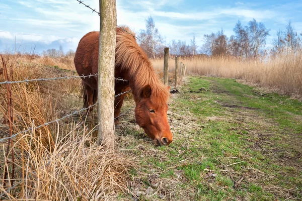 Söt ponny på bete — Stockfoto