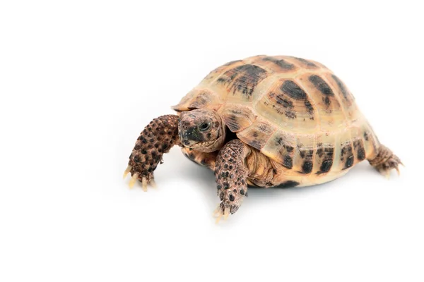 Asian (Russian) tortoise on white — Stock Photo, Image