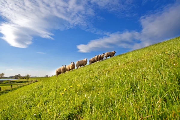 Rebaño de ovejas en pastos de verano con muchas flores — Foto de Stock