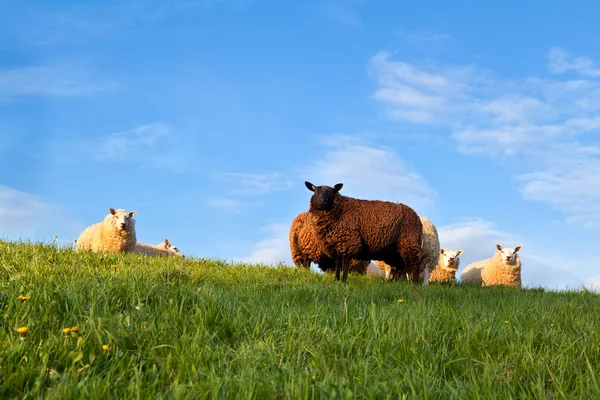 Moutons blancs et bruns sur pâturage sur ciel bleu — Photo
