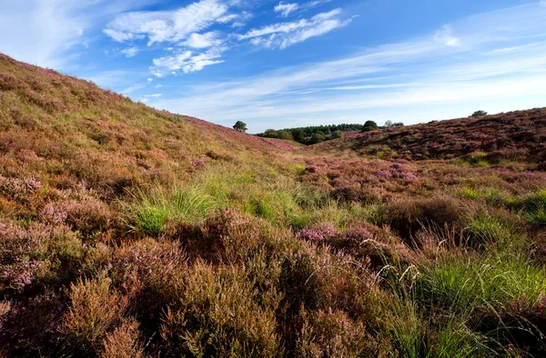 Flowering heather in Veluwe, Gelderland Royalty Free Stock Photos