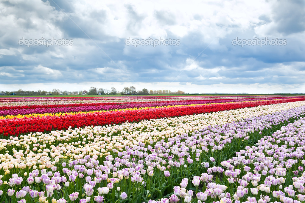 colorful tulips flowers on Dutch fields