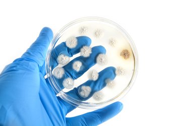 genetically modified fungi on agar plate clipart