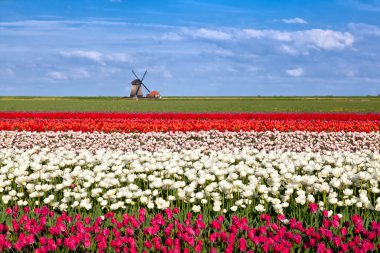çiçek açması Lale çiçek ve Hollanda Yeldeğirmeni