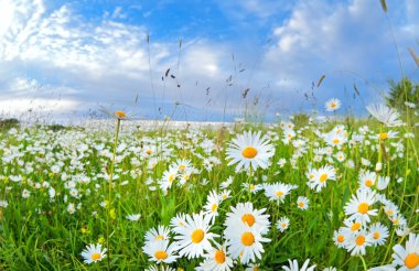 many chamomile flowers over blue sky clipart
