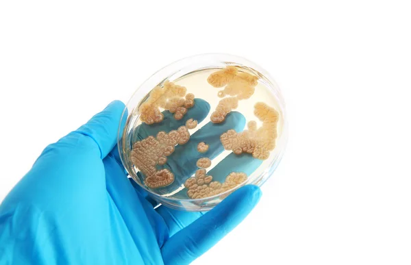 Fungos Penicillum em placa de ágar — Fotografia de Stock