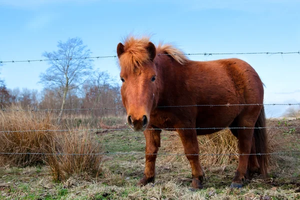 Roztomilý pony hnědá na pastvině — Stock fotografie