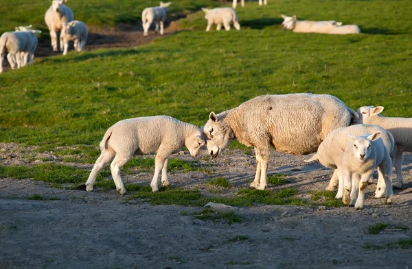 Bambino e madre pecore amore — Foto Stock