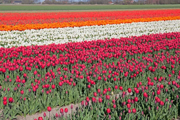Tulipani olandesi colorati — Foto Stock