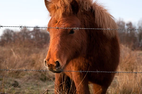 Brown pony on pasture — Stock Photo, Image