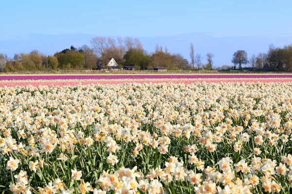 Holandská pole nezdolnou mnoho narcisy a hyacinty — Stock fotografie