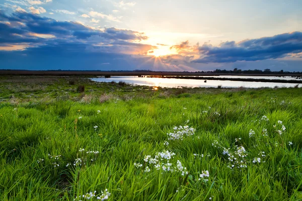 Zachód słońca nad kwitnienia zielony łąka — Zdjęcie stockowe