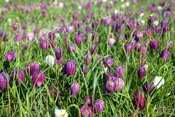 Kievitsbloem, bloemen van snake's hoofd parelmoervlinder (slang — Stockfoto