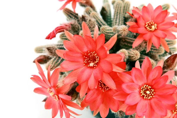 Nombreuses fleurs de cactus rouge sur blanc — Photo