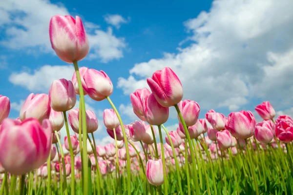 Banyak tulip merah muda yang indah di atas langit — Stok Foto