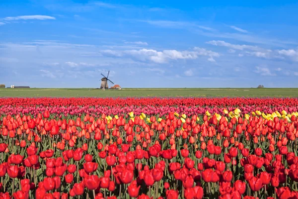 Campi di tulipani rossi, rosa, gialli e mulino a vento — Foto Stock