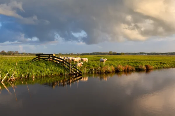 Schapen op de weide door rivier in ochtend licht — Stockfoto