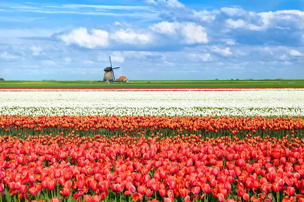 Kolorowe pola tulipanów w alkmaar — Zdjęcie stockowe