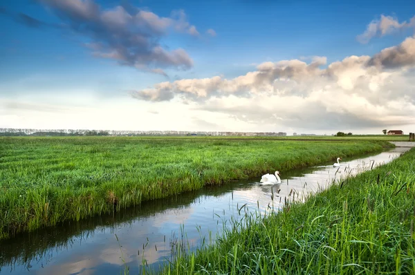 Пара белых лебедей на канале рано утром — стоковое фото