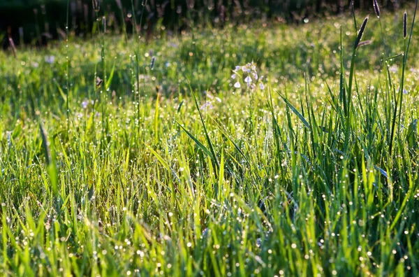 Morgentau auf grünem Gras — Stockfoto