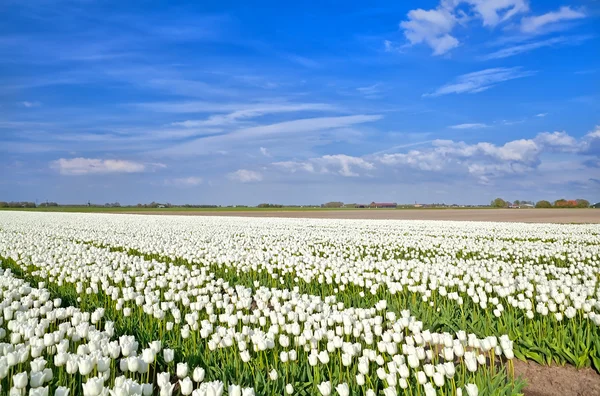 Felder mit weißen Tulpen, Alkmaar — Stockfoto