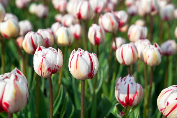 红色和白色的郁金香在春天 — 图库照片