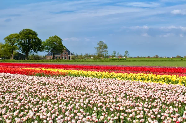 Pola tulipanów i holenderski dom — Zdjęcie stockowe