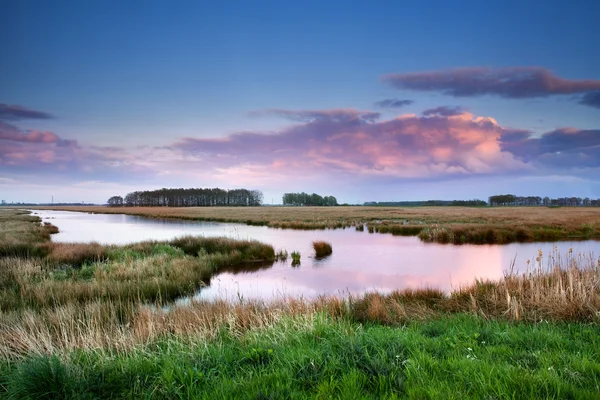 Pink clouds over swamps at sunset — Stock Photo, Image