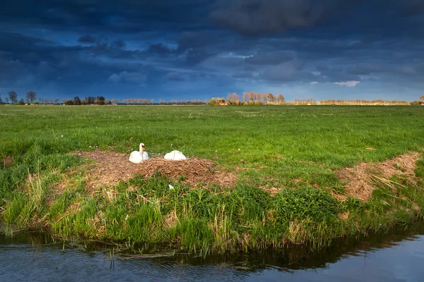 Couple of white swans on nest at sunset — Stock Photo, Image