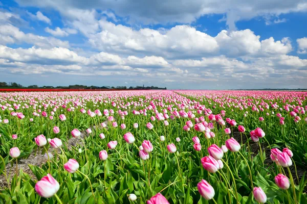 Romig roze tulpen op Nederlandse veld en de blauwe hemel — Stockfoto