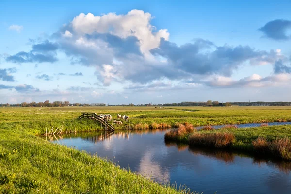 Vacker himmel över pastorala med får — Stockfoto