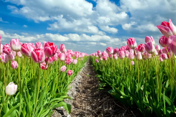 Indah tulip merah muda di atas langit biru — Stok Foto