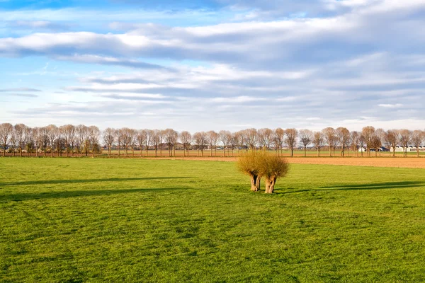 Зеленые луга на голландских землях — стоковое фото