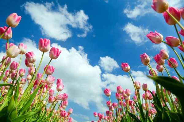 Tulip pink di atas langit biru — Stok Foto