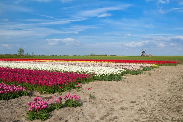 Barevná Tulipánová pole a větrný mlýn v Alkmaaru — Stock fotografie