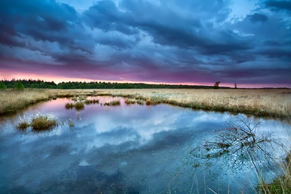 Swamp with flowering cottongrass at sunset — Stock Photo, Image