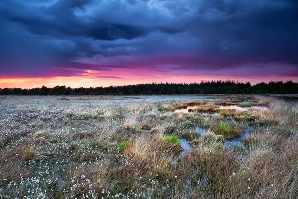 Herbe de coton fleurie sur le marais au coucher du soleil — Photo