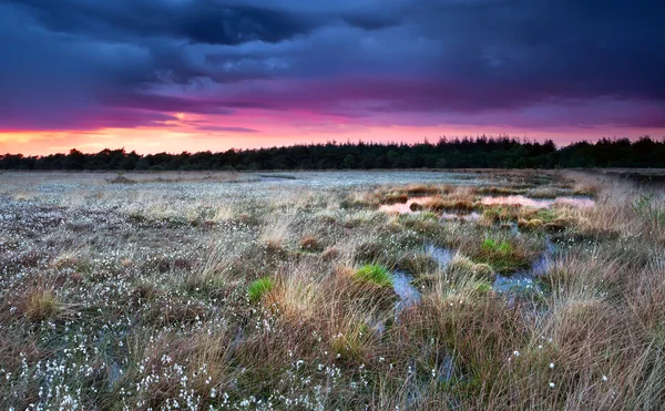 Cottongrass op moeras bloei bij zonsondergang — Stockfoto