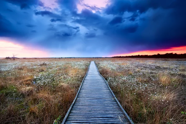 Wooden path on swamp at sunset — Stock Photo, Image