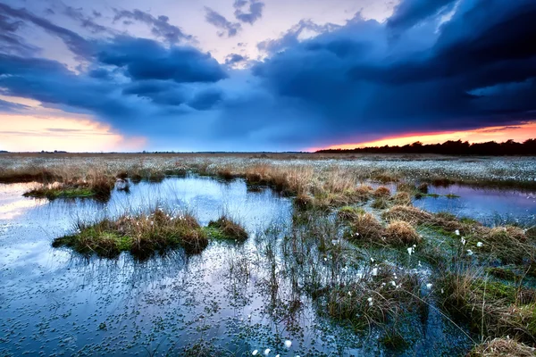 Flowering cottongrass on swamp at sunset — Stock Photo, Image