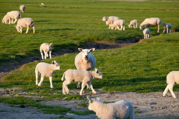 Mãe de ovelhas com cordeiros bebê no pasto — Fotografia de Stock