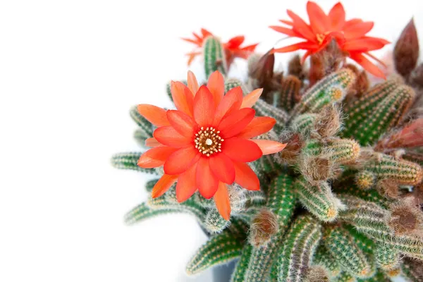 Flor de cactus rojo — Foto de Stock