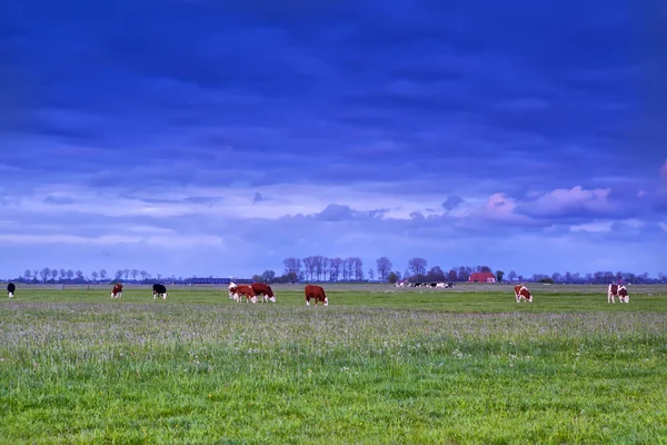 Pastoreio de bovinos em pastagens ao pôr do sol — Fotografia de Stock