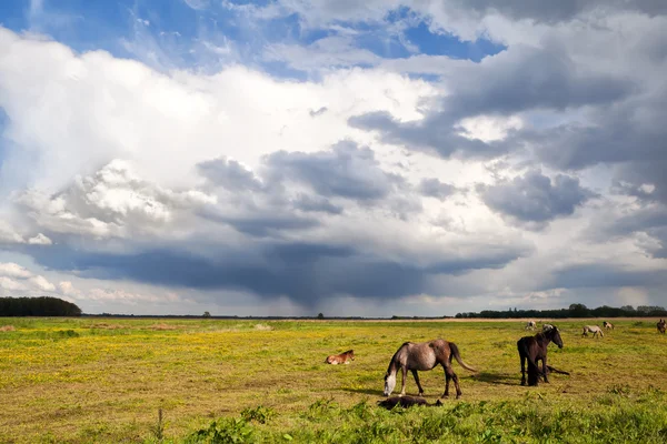 Koně a malá hříbata na spásání pastvin — Stock fotografie