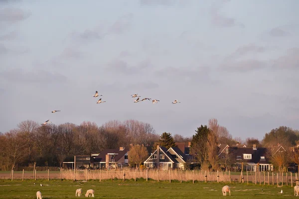 Flying white swans over farmland — Stock Photo, Image