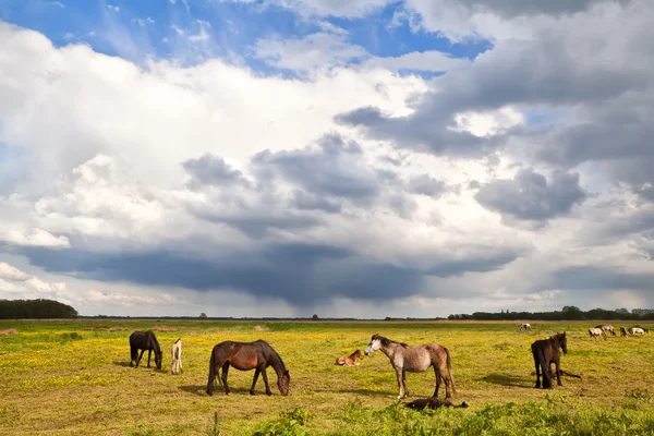 马和马驹在风雨如磐的天空下的牧场上 — 图库照片